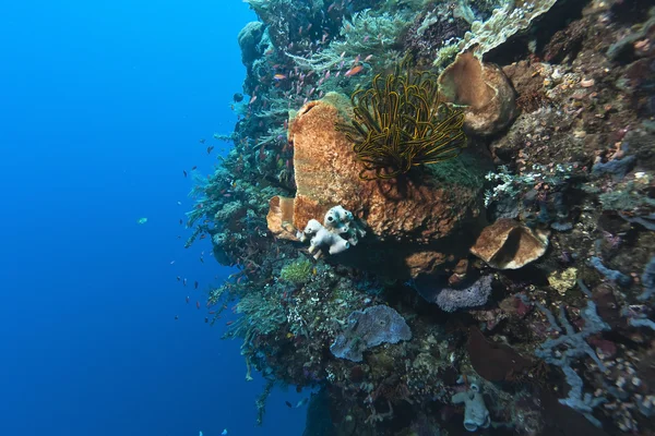 Coral garden Indonesia — Stock Photo, Image