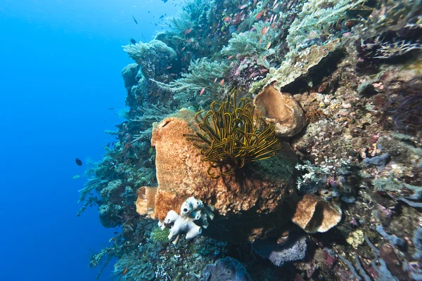 Jardín de coral Indonesia — Foto de Stock