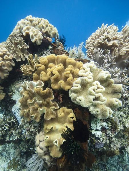 Korall kert Indonézia — Stock Fotó