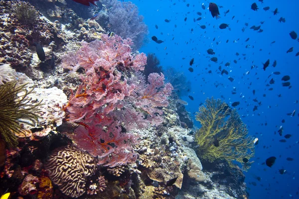 Gorgonií moře fanoušků Indonésie — Stock fotografie