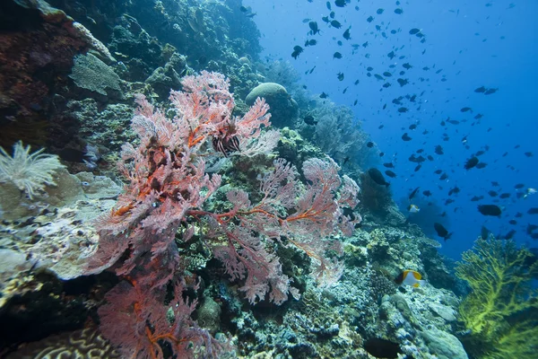 Morze gorgonie fanów Indonezja — Zdjęcie stockowe