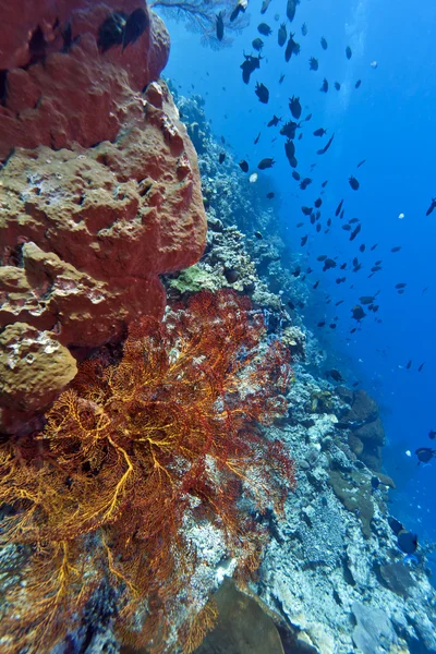Коралловая стена - Индонезия — стоковое фото