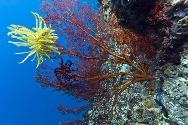 stock image Crinoid on Gorgonian fan