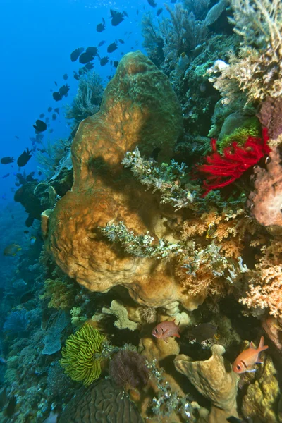 Коралловая стена - Индонезия — стоковое фото