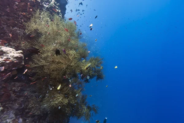 Black Coral off Bunaken island — Stock Photo, Image