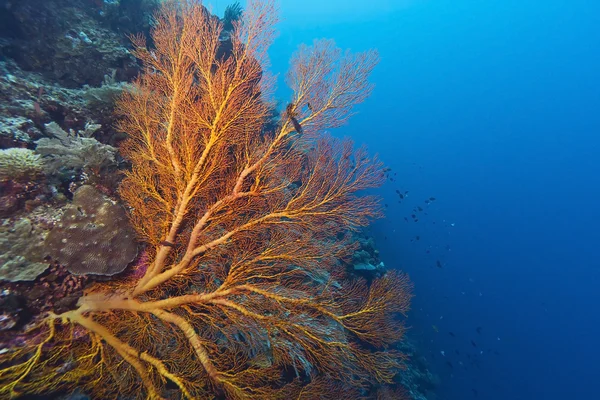 Коралловая стена у острова Бунакен — стоковое фото