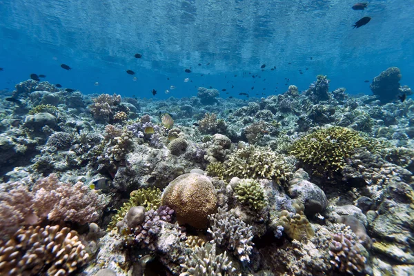 Coral jardim fora Bunaken ilha — Fotografia de Stock