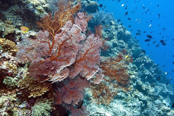 Muralla de coral frente a la isla Bunaken —  Fotos de Stock