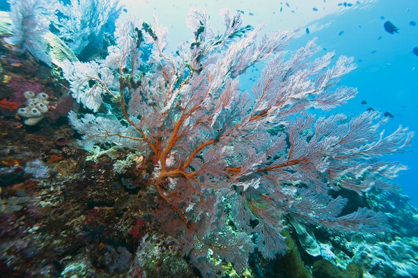 Parede de coral na ilha Bunaken — Fotografia de Stock
