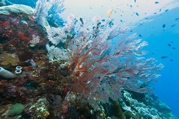 Mercan bunaken adadan duvar — Stok fotoğraf