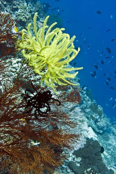 Coral vägg utanför bunaken ön — Stockfoto