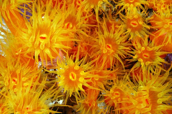 Orange cup coral (Tubastraea coccinea) — Stock Photo, Image