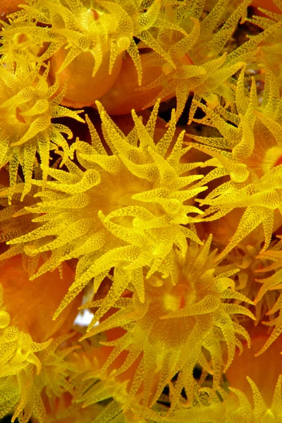 Orange cup coral (Tubastraea coccinea) — Stock Photo, Image