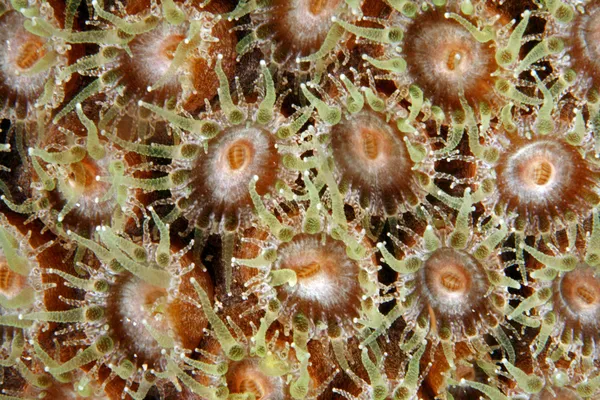 Glatte Blütenkoralle (eusmilia fastigiata)) — Stockfoto