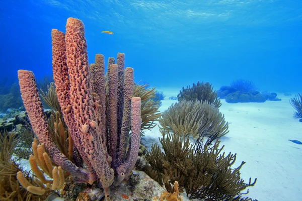 Коралловый пейзаж — стоковое фото