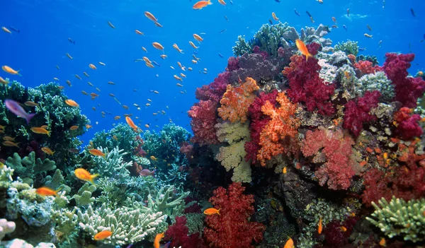 Сцена с мягким коралловым рифом — стоковое фото