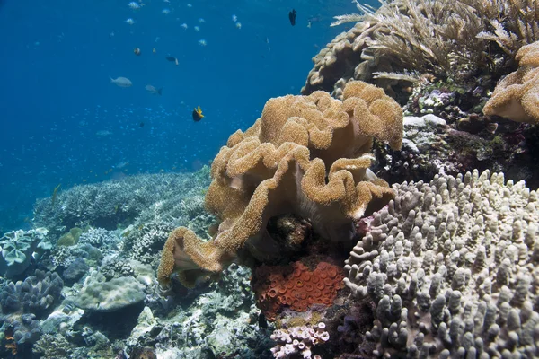 Coral gardens — Stock Photo, Image