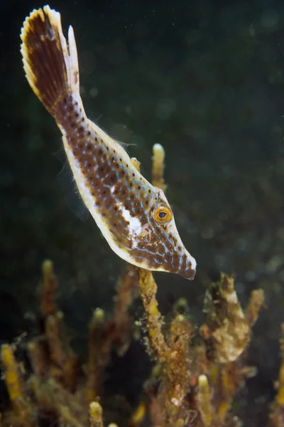 Filefish — Stok fotoğraf