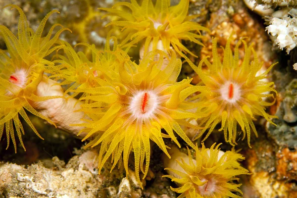 Orange cup corals — Stock Photo, Image