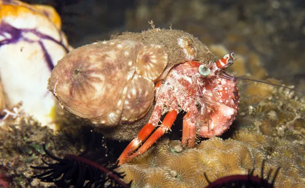 Sasanka poustevnický krab — Stock fotografie