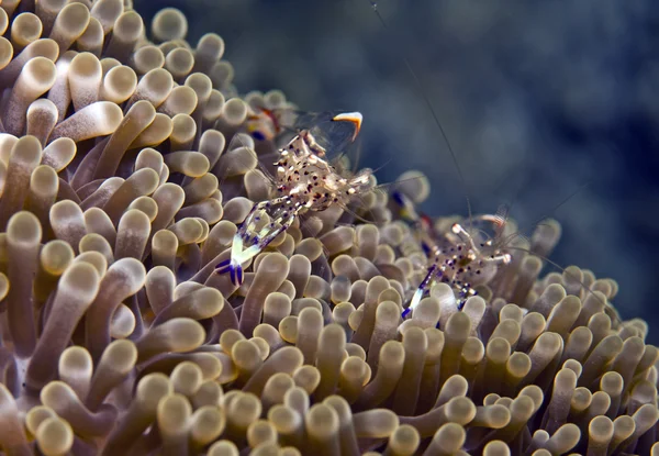 Анемоновы креветки — стоковое фото