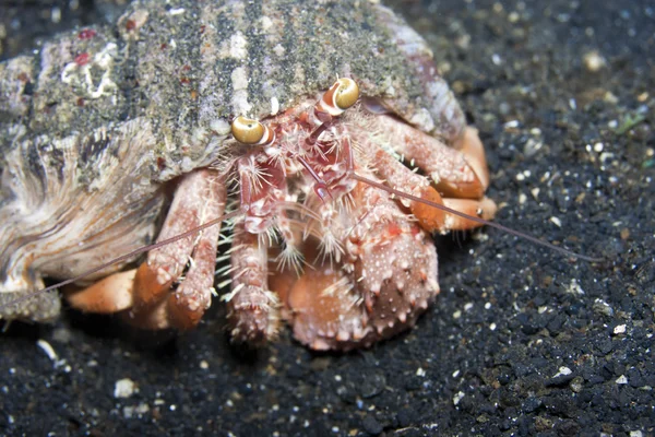 Anemone Hermit crab — Stock Photo, Image