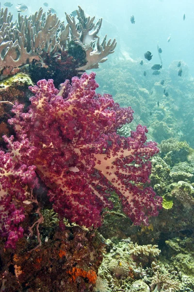Dendronepthya Coralli molli — Foto Stock