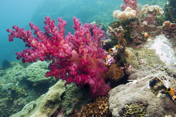 Dendronepthya mjuka koraller — Stockfoto
