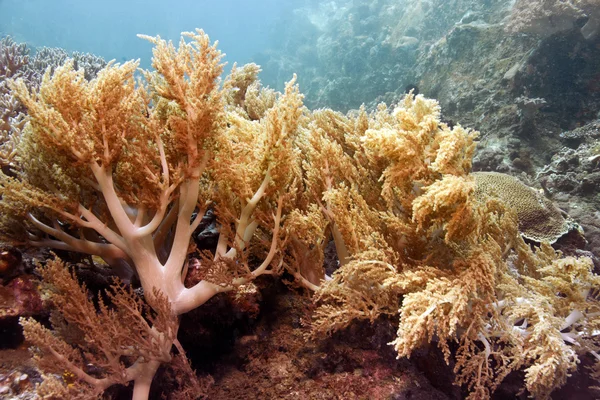 stock image Dendronepthya Soft corals