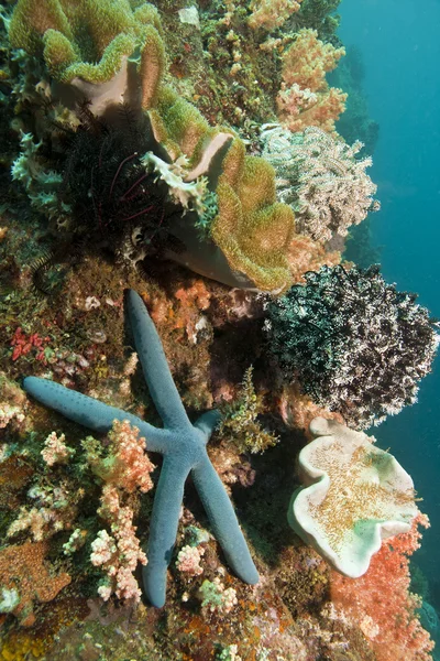 stock image Blue sea star Linckia lawvigata