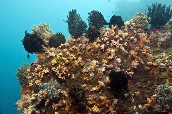 Cronoides en la cabeza de coral — Foto de Stock