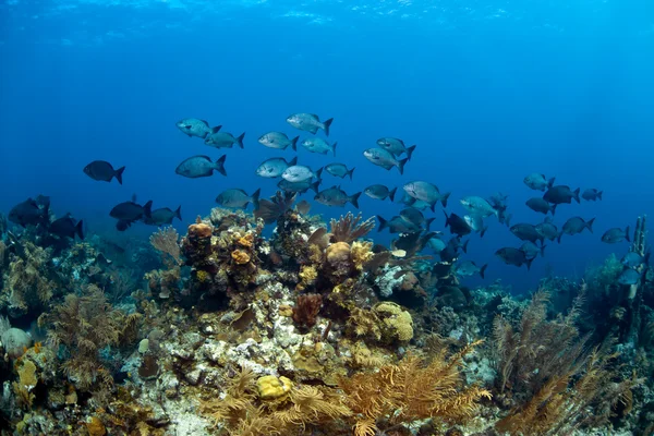 Korallengärten in roatanischen Honduras — Stockfoto