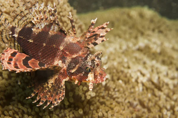 Shortfin lionfish — стокове фото