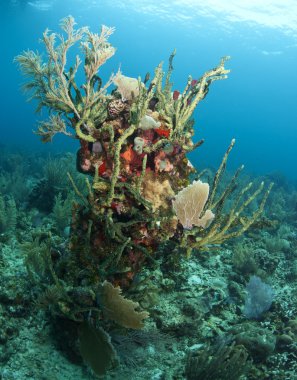 Karayip mercan resif sahne