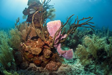 Purple vase sponge on coral reef clipart