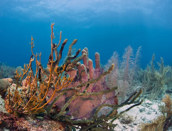 Коралловые сады — стоковое фото