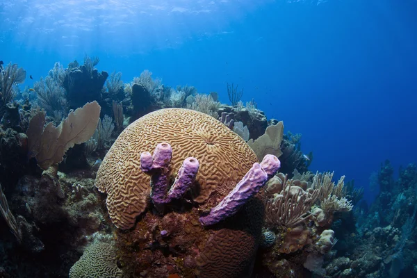 Korall kertek, Honduras — Stock Fotó