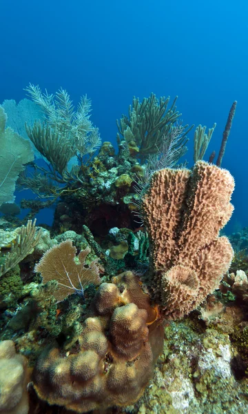 Coral gardens — Stock Photo, Image