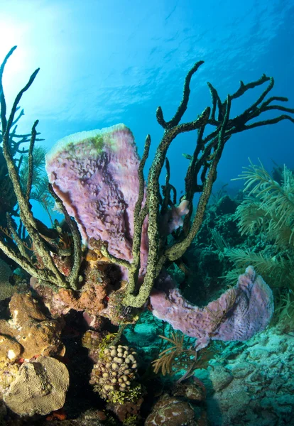 Jardins de corais, honduras — Fotografia de Stock
