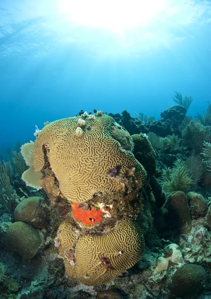 Jardins de corail, honduras — Photo