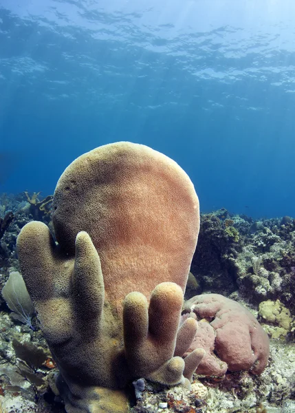 支柱珊瑚 (Dendrogyra 书) — 图库照片