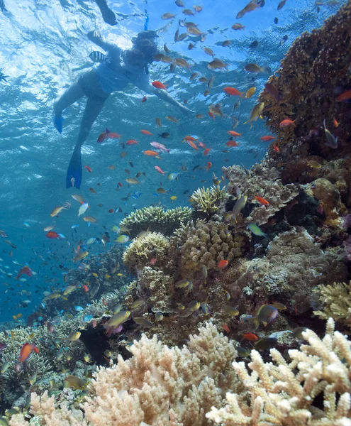 stock image Underwater menjangan island