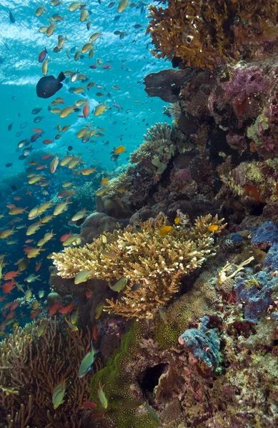 Underwater menjangan island — Stock Photo, Image