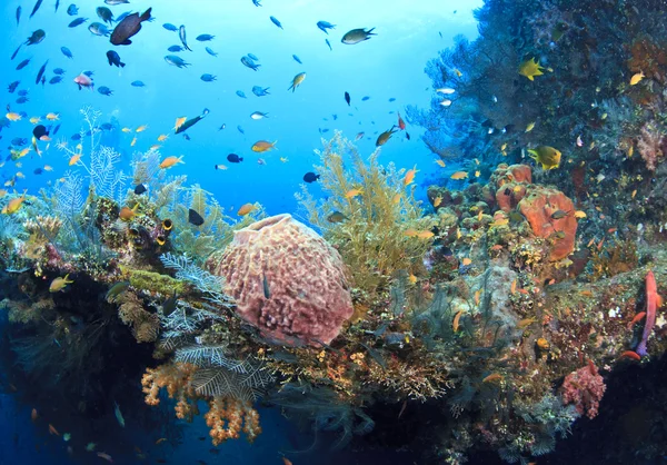 Korallrev växer på skeppsbrott — Stockfoto