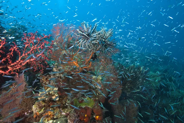 Arrecife de coral - escolarización de las orillas — Foto de Stock