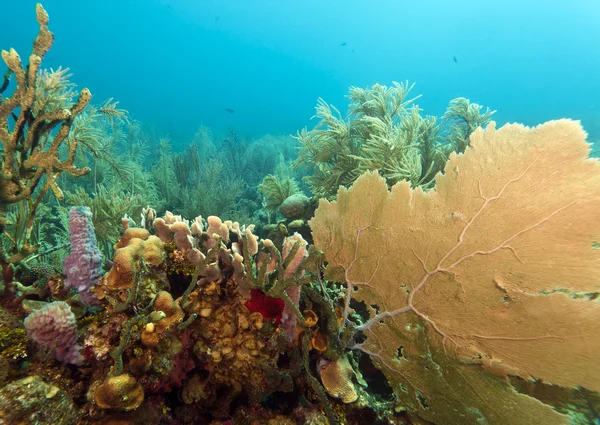 Caribbean coral gardens — Stock Photo, Image