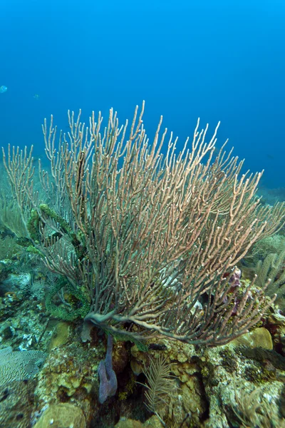 Карибские коралловые сады — стоковое фото