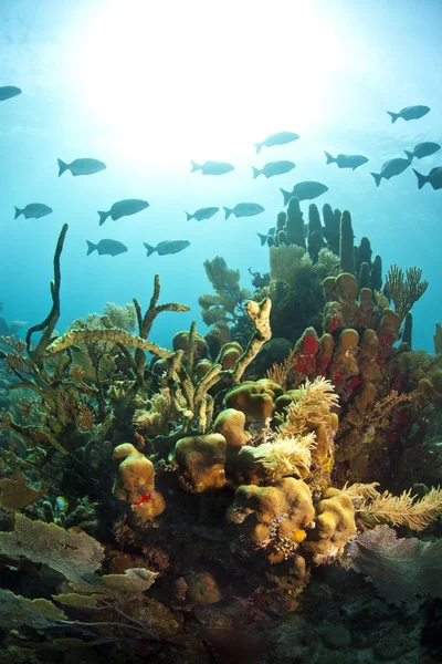 Coral Gardens — Stock Photo, Image
