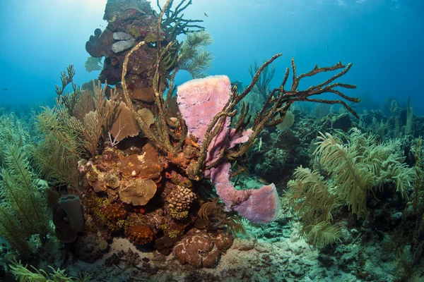 stock image Purple vase sponge on coral reef