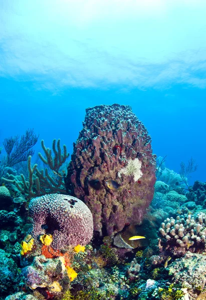 Giant Barrel sponge — Stock Photo, Image